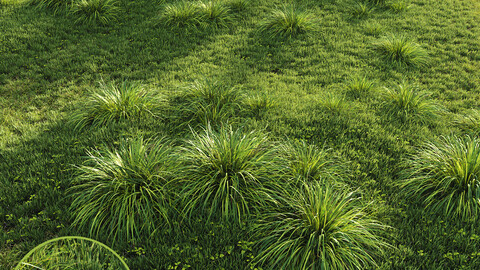 HQ Grass Carex Elata Aurea Field