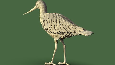 wading bird