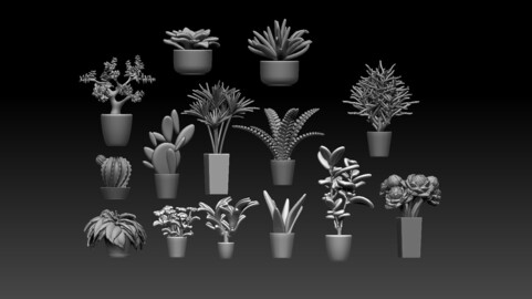 plants