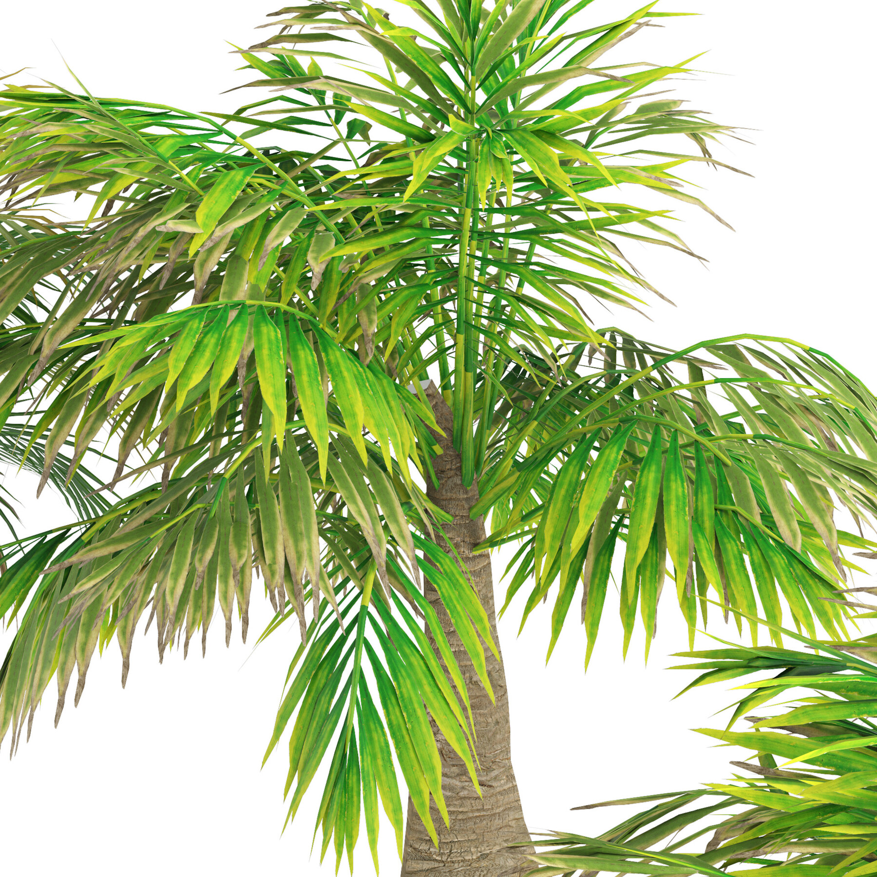 ArtStation - low poly Madagascar palm 3d model | Resources