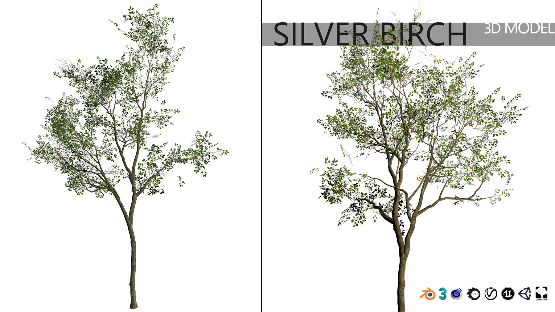 silver birch - 3D model by Jamlu69 [74450e8] - Sketchfab