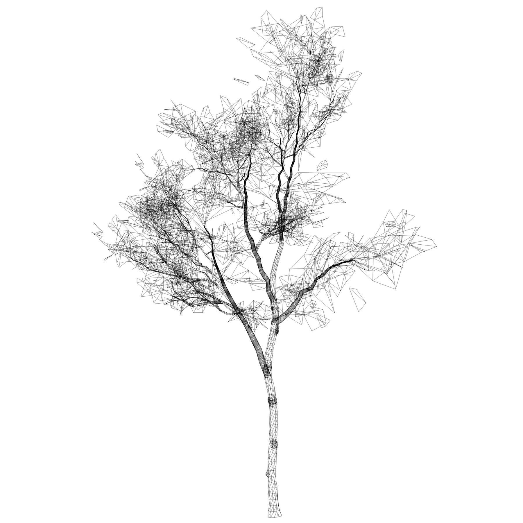 silver birch - 3D model by Jamlu69 [74450e8] - Sketchfab