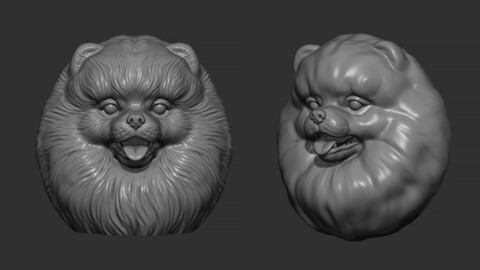 Pomeranian bust