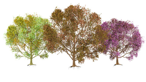 3D Fall and summer Foliage Trees Model