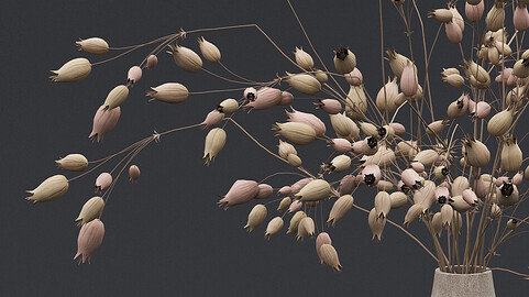 Dried Grass Flowers I