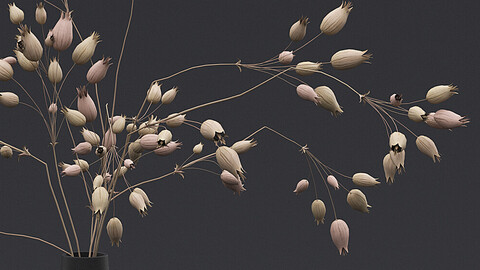 Dried Grass Flowers II