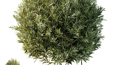 HQ Plants Montra Olive Bush Version2