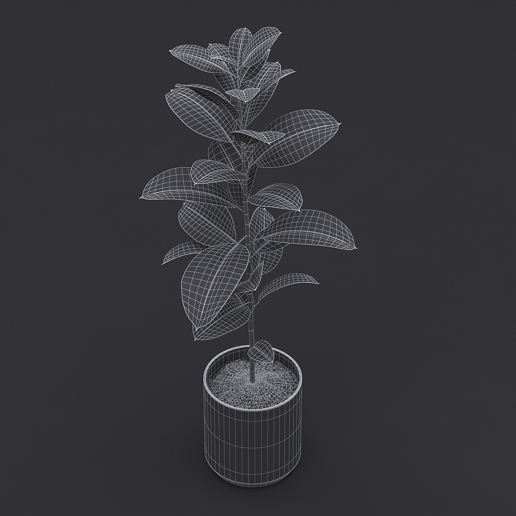 ArtStation Rubber Plant II Resources   File 