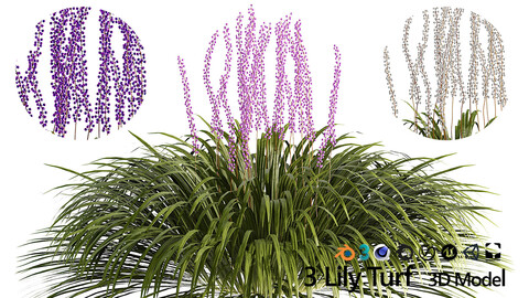flowering big blue lilyturf plants 3D model