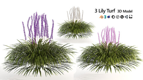 3D Model of Liriope Muscari Lily Turf in Pink, Purple, and White