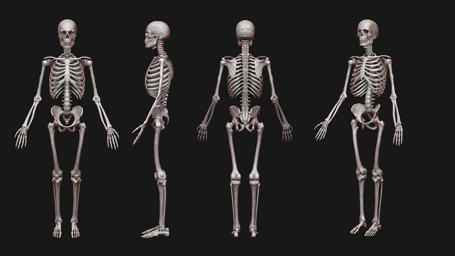 ArtStation - Skeleton and Muscles sculpt | Resources