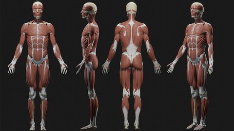 Skeleton and Muscles sculpt