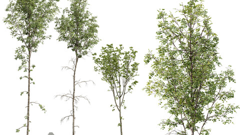 Betula Pendula