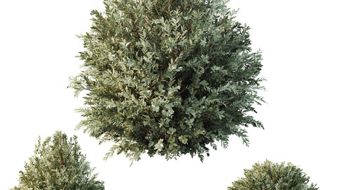 HQ Plants Montra Olive Bush Version7