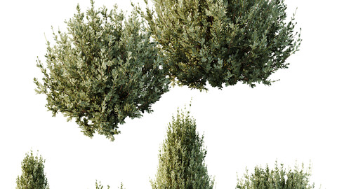 HQ Plants Montra Olive Bush Version8