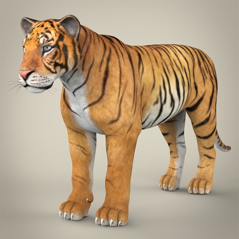 Bengal Tiger 3D Animal Model