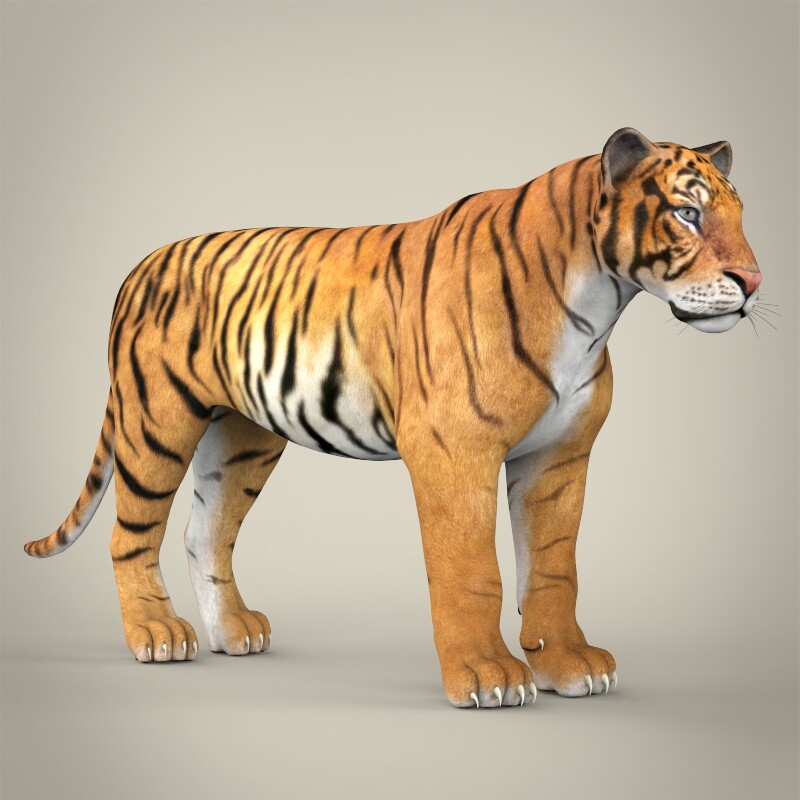 Реалистичный тигр. Тигр 3d. Модель тигра животного. Тигр 3д модель. Новые модели тигр
