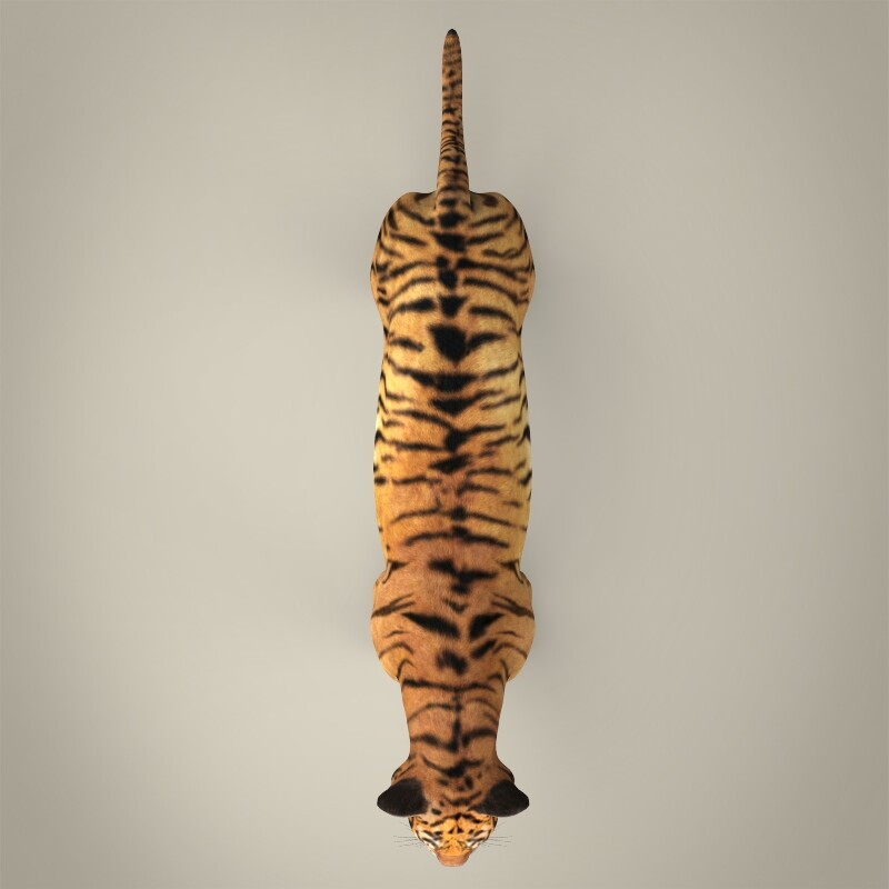 Bengal Tiger - 3D Model by arcmodels