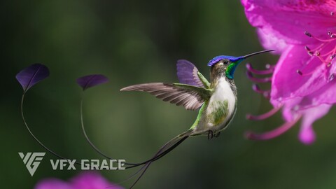 Hummingbird Animation | VFX Grace