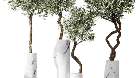 HQ Plants Mission Olive Tree Indoor Vase Set003