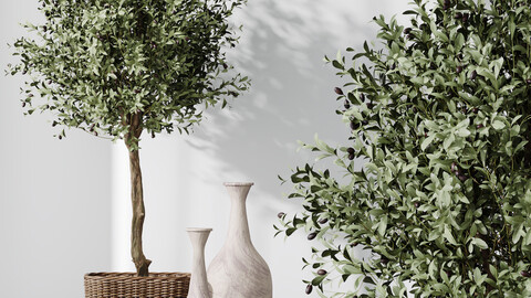HQ Plants Mission Olive Tree Indoor Vase Set005