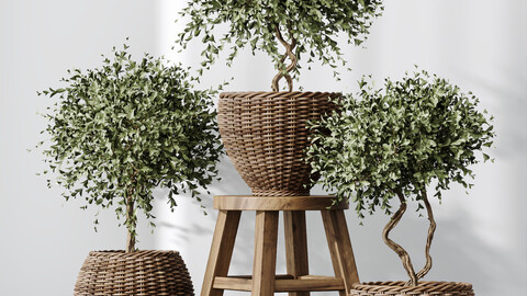 HQ Plants Mission Olive Tree Indoor Vase Set004