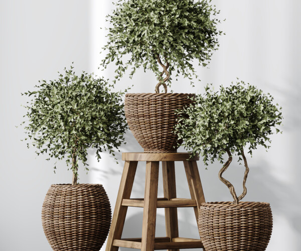 ArtStation - Artificial Olivo Olea Tree Indoor Vase