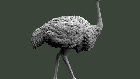 ostrich