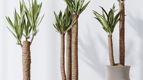 HQ Plants Yucca Elephantipes Gigantea Vase Set02