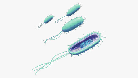 Prokaryotic Bacteria Cell Anatomy