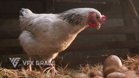 White Hen Animated | VFX Grace