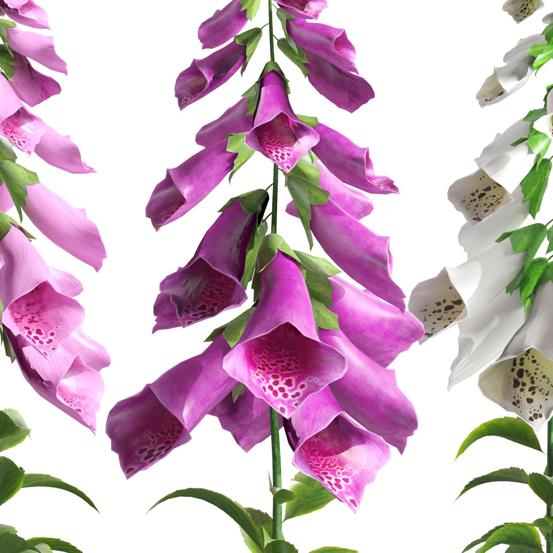 Foxgloves & Ivy Floral Design Studio