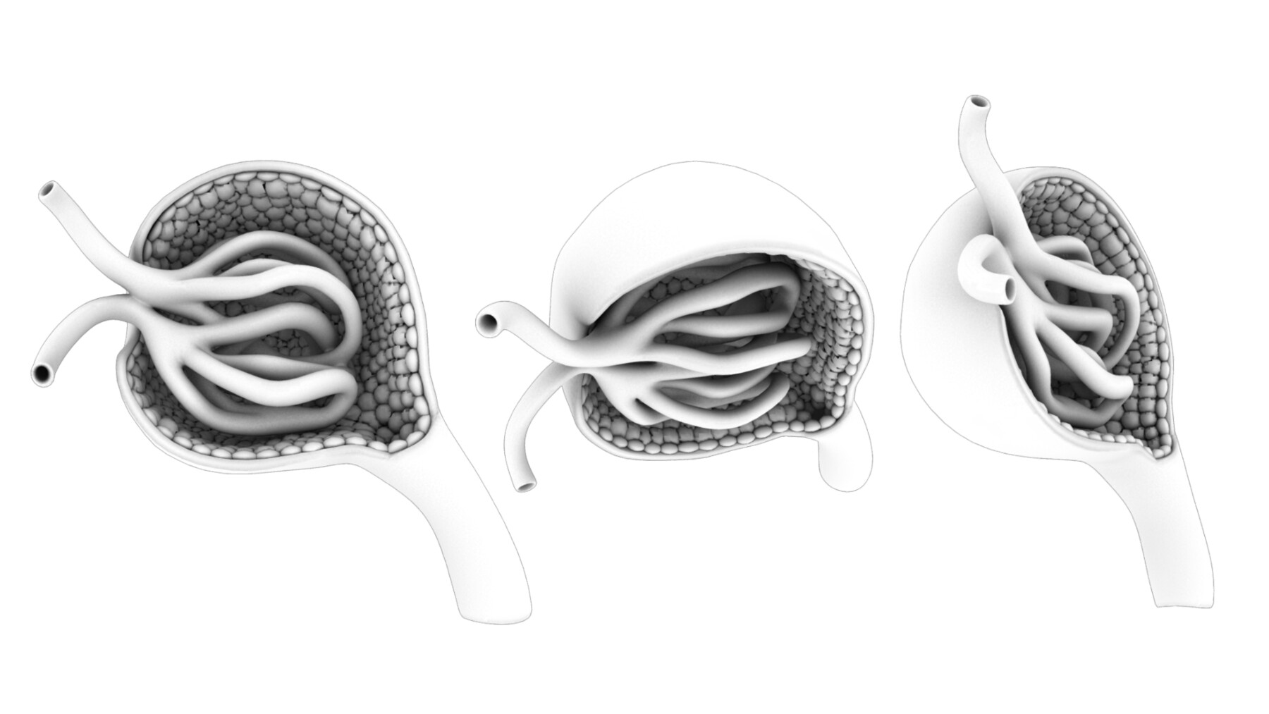 ArtStation - Glomerulus Anatomy | Resources