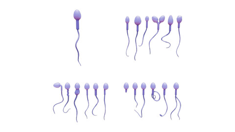 Sperm Morphology: Normal and Abnormal