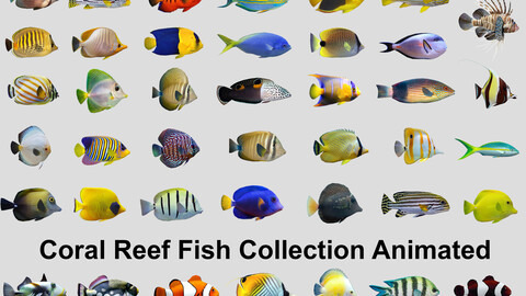 Coral Reef Fish Collection Animated