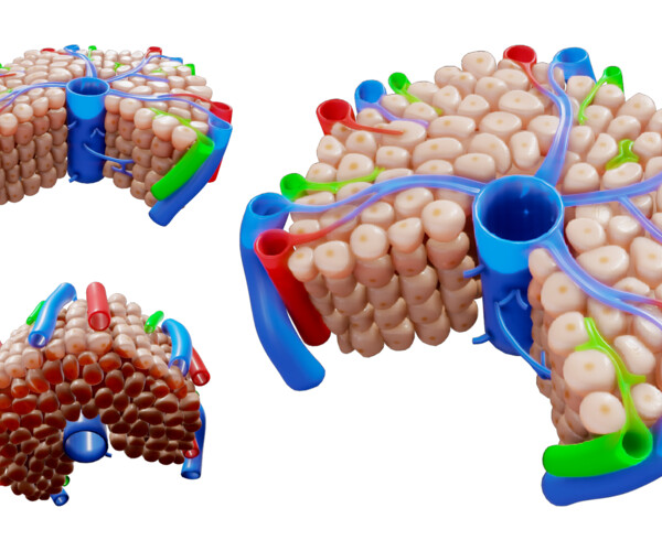 Artstation Hepatic Lobule Anatomy Resources 4823