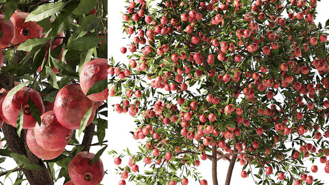 Realistic Pomegranate Tree 3D Model