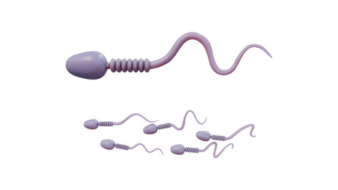 Sperm Cell Anatomy