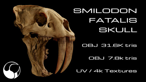 Smilodon Fatalis Skull