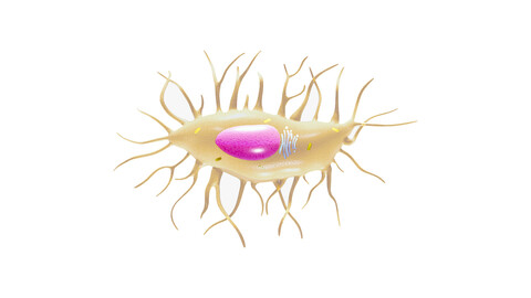 Osteocyte Bone Cell