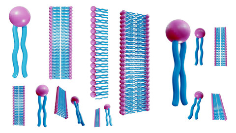 Phospholipid Structure