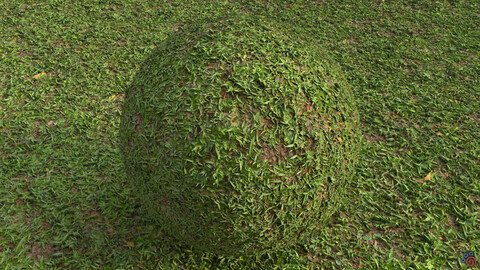 Grass (007) - Photogrammetry Material