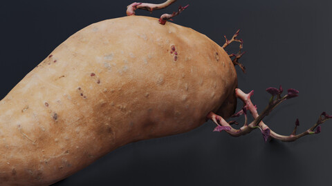 Sprouted Potato 3D model