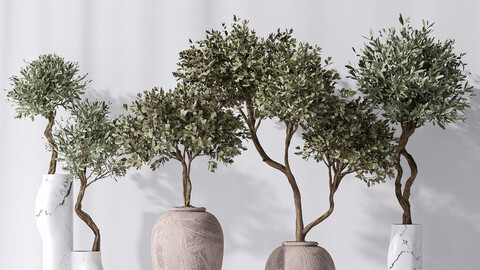 Mission Olive Tree Indoor Vase 02