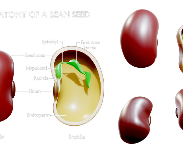 ArtStation - Anatomy of A Bean Seed | Resources