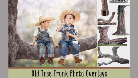 Old Tree Trunk Photo Overlays