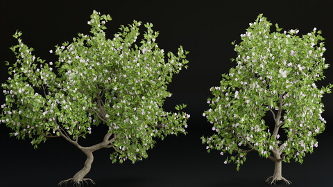 collection trees vol 13_Blender(Cycles)-Free