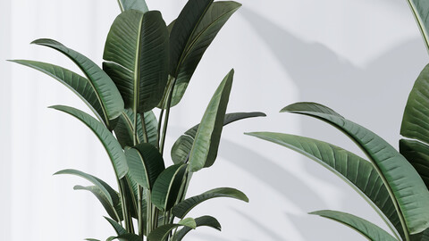 HQ Plants Bird Of ParadiseBird Vase