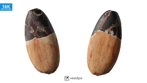 Cocoa Bean Photorealistic 3D Scan 04 - Veedpo