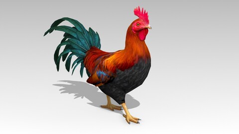 Rooster 3D Models (Animated)